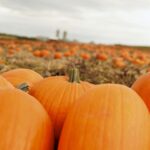 Bright orange pumpkins are shown in a pumpkin patch with a field and gray sky in the background.